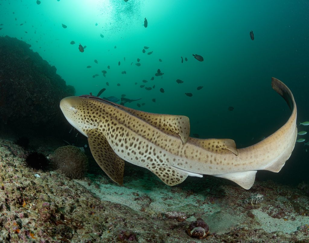 poisson